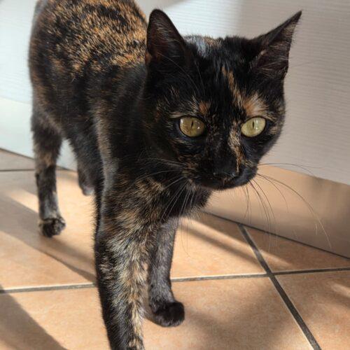 Samoa - Femmina  - 9 Mesi (Nata Indicativamente A Giugno 2025)  Razza: Europeo  Carattere: Buona, Coccolona, Dinamica